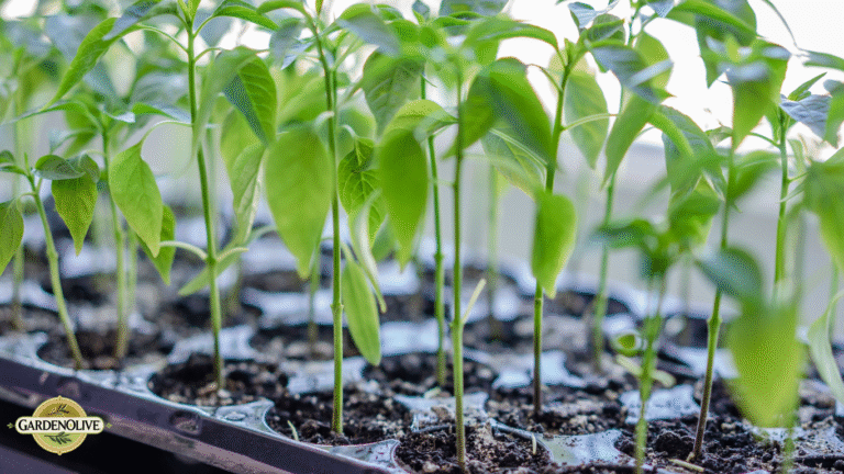 10 Proven Gardening Tips for Beginners to Grow Healthy Plants